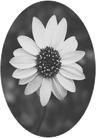 Profile picture of flower